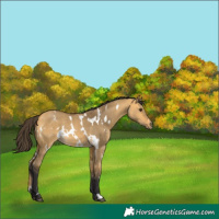 Horse Color:White Spotted Buckskin Dun 