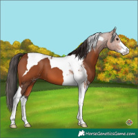 Horse Color:Bay Sabino Tobiano