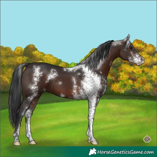 Horse Color:Brown Sabino 