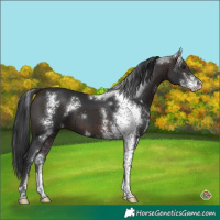 Horse Color:Brown Sabino