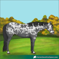 Horse Color:Black Ice 