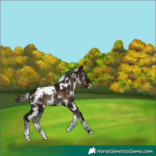 Horse Color:White Spotted Bay Ice Onyx Appaloosa 