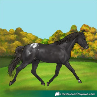 Horse Color:Smoky Black Appaloosa 