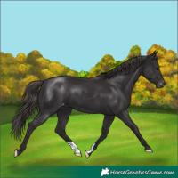 Horse Color:Smoky Black Appaloosa 