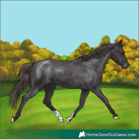 Horse Color:Smoky Black Varnish 