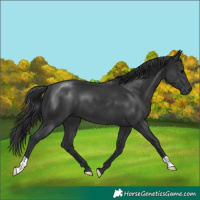 Horse Color:Black 