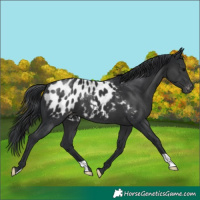 Horse Color:Black Appaloosa
