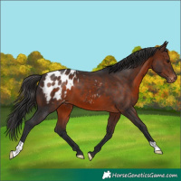 Horse Color:Brown Appaloosa
