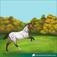 Horse Color:Brown Appaloosa 