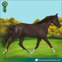Horse Color:Liver Chestnut 