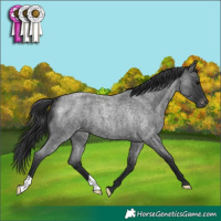 Horse Color:Blue Roan Varnish