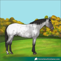 Horse Color:Smoky Blue Roan Near Fewspot 