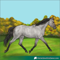 Horse Color:Grullo Roan Snowflake Varnish 