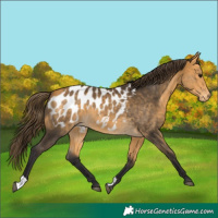 Horse Color:Buckskin Blanket 