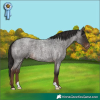 Horse Color:Liver Red Roan Appaloosa