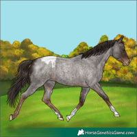 Horse Color:Liver Red Roan Appaloosa 
