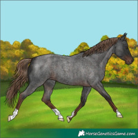 Horse Color:Liver Red Roan 