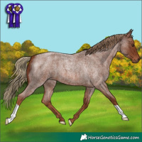 Horse Color:Red Roan 