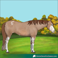 Horse Color:Red Dun Splash Varnish  and Red Dun Splash Varnish 