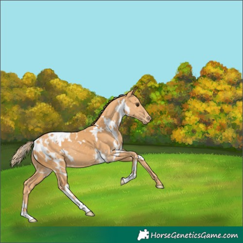 Horse Color:White Spotted Chestnut Appaloosa