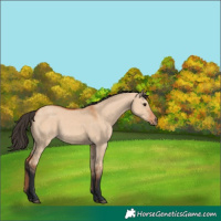 Horse Color:Bay Dun