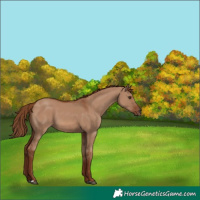 Horse Color:Red Dun