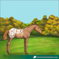 Horse Color:Chestnut Appaloosa