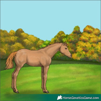 Horse Color:Chestnut 