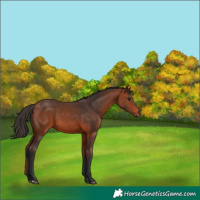 Horse Color:Bay 