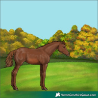 Horse Color:Chestnut 