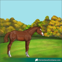 Horse Color:Chestnut 