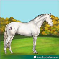 Horse Color:Smoky Black Pearl Tobiano Appaloosa 