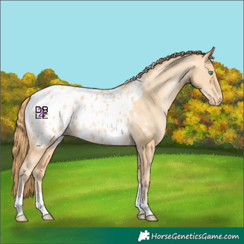Horse Color:Buckskin Pearl Tobiano Blanket 