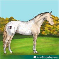 Horse Color:Buckskin Pearl Tobiano Blanket