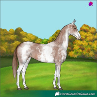 Horse Color:White Spotted Chestnut Sabino