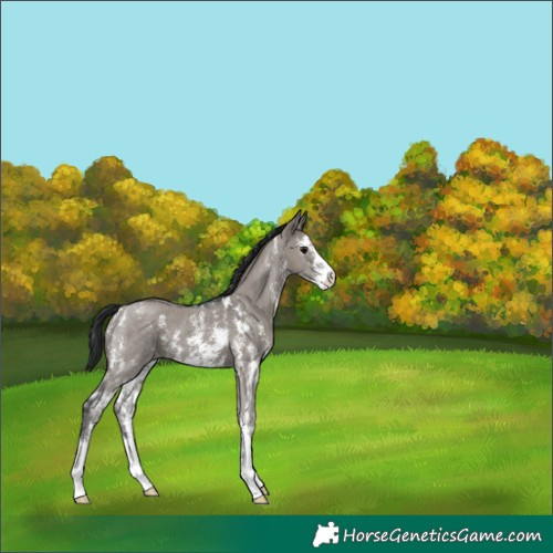 Horse Color:Grullo Sabino 