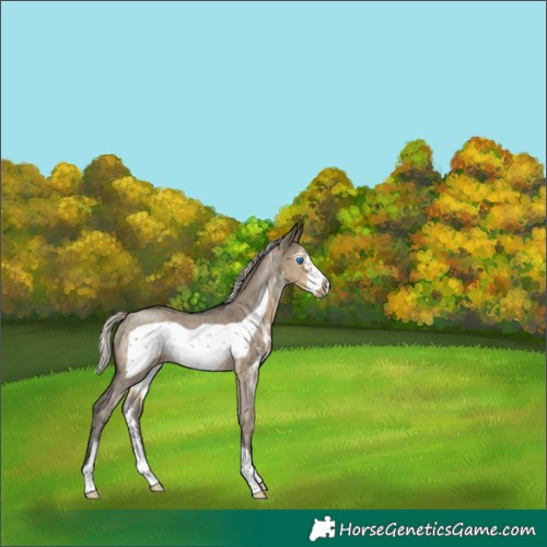 Horse Color:Silver Smoky Grullo Sabino Frame Rabicano 
