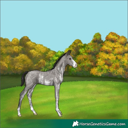 Horse Color:Smoky Grullo Sabino Rabicano 