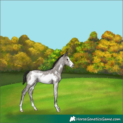 Horse Color:Smoky Grullo Sabino Frame Rabicano 
