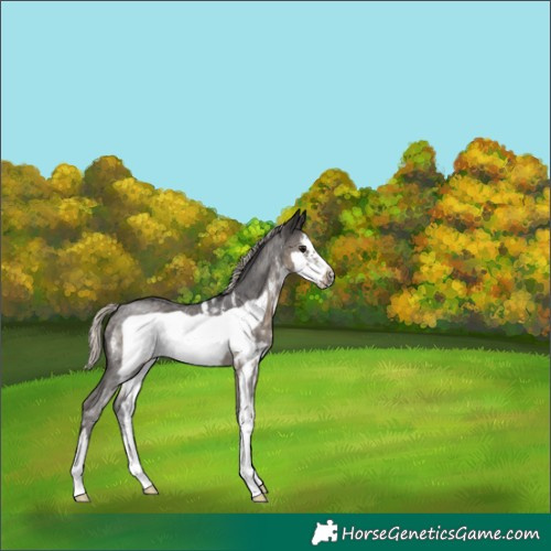 Horse Color:Silver Smoky Black Sabino Frame Rabicano 