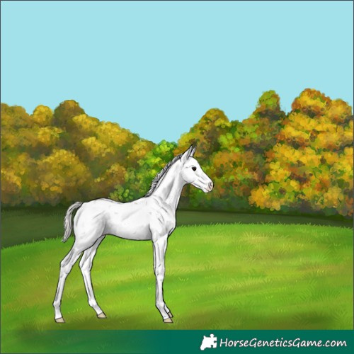 Horse Color:Silver Black Sabino Rabicano 