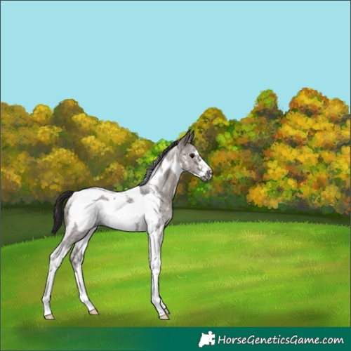 Horse Color:Smoky Grullo Sabino Tobiano Frame 