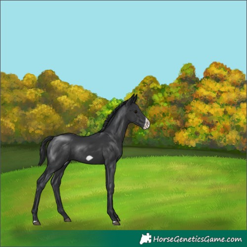 Horse Color:Black Frame Rabicano 
