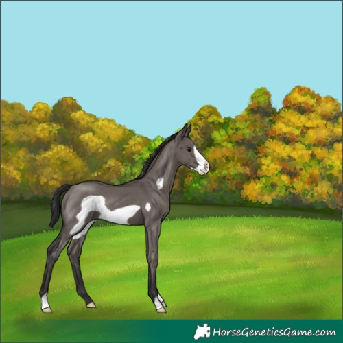 Horse Color:Smoky Grullo Frame 