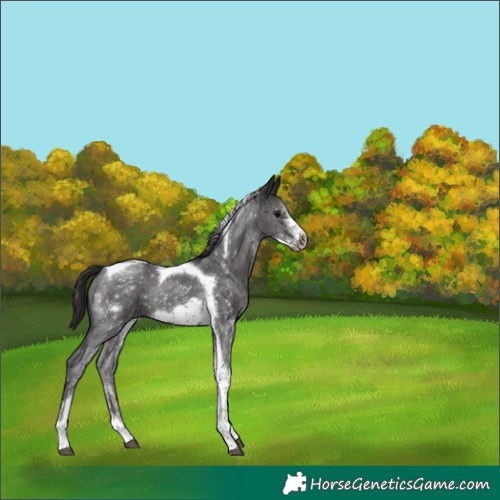 Horse Color:Smoky Black Sabino Tobiano Frame 