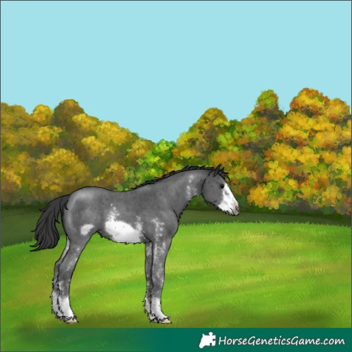 Horse Color:Black Sabino Frame 