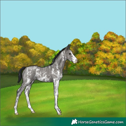 Horse Color:Grullo Sabino 