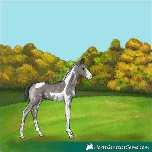 Horse Color:Grullo Sabino Tobiano 