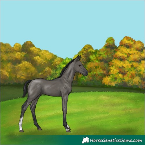 Horse Color:Grullo Tobiano Rabicano 