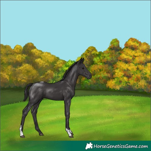 Horse Color:Smoky Black Tobiano Rabicano 